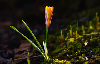 PC端和手机端网站建设有哪些不同之处 